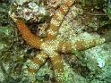Etoile reticulee orange - Nardoa gomophia